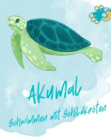Schildkröten beobachten in Akumal