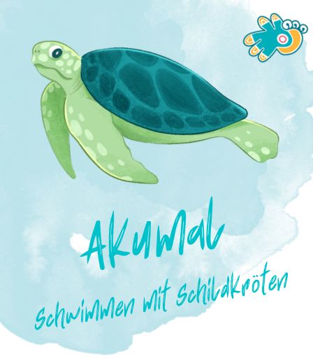 Schildkröten beobachten in Akumal