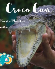Crococun Krokodil