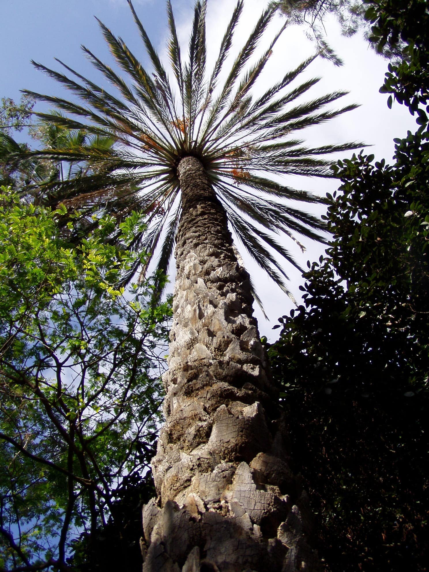 botanischer garten palme