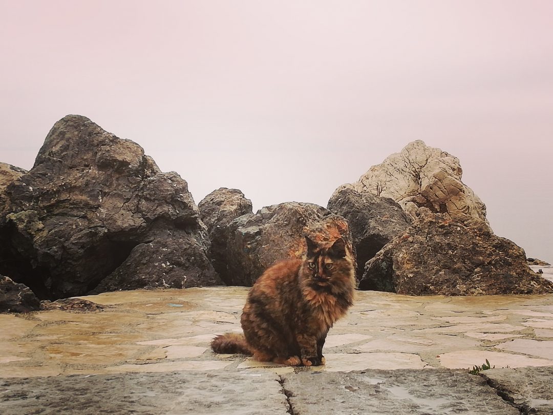 Katze am Meer