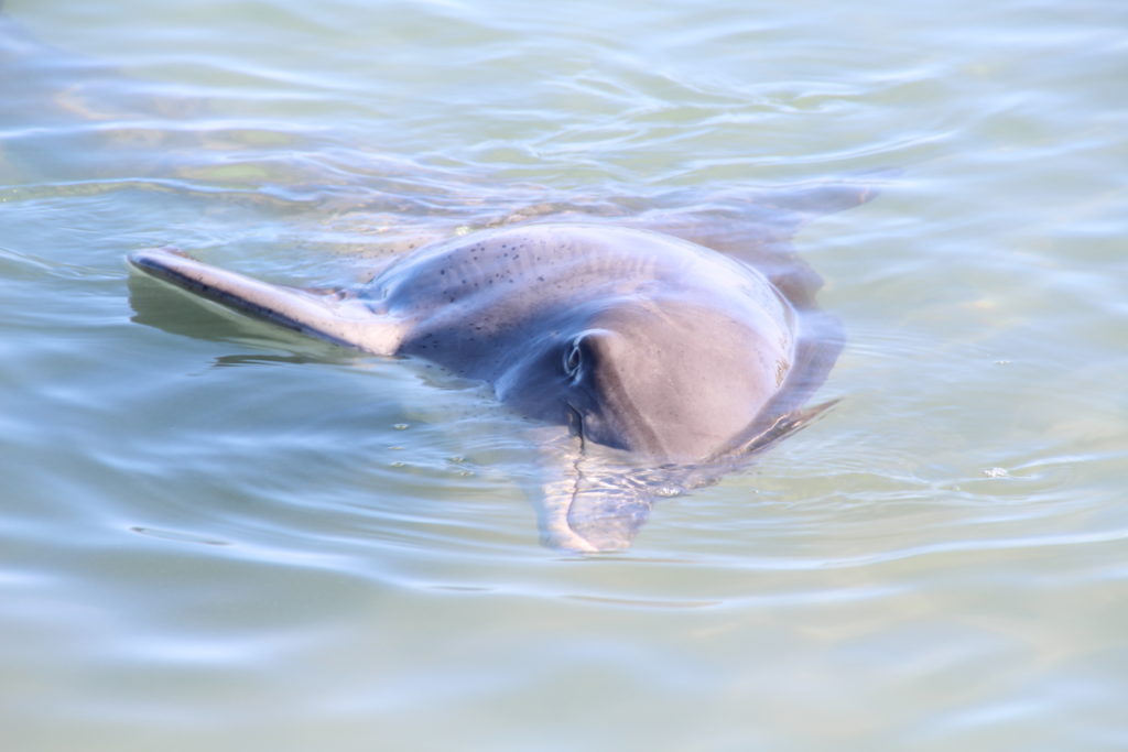 Delfin im Wasser